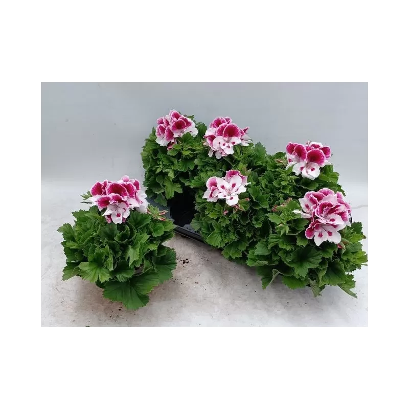 Pelargonija - Pelargonium Grandiflorum BRAVO
