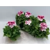 Pelargonija - Pelargonium Grandiflorum BRAVO