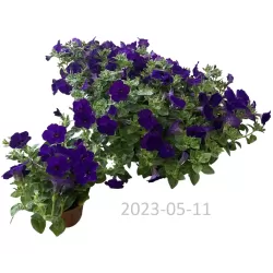 Surfinija - Petunia BLUE SURFINIA