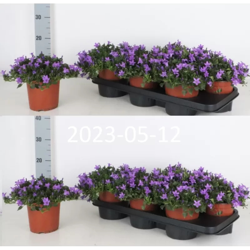 Garden plants/Trees/Flowers/ web-shop