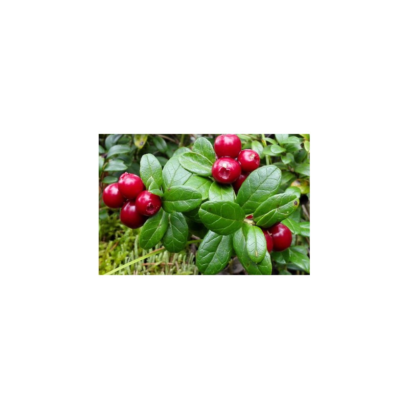 Lingonberry - Vaccinium vitis-idaea RUBINA LASE