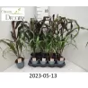 Pennisetum PURPLE BARON