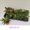 Levisija - Lewisia cotyledon MIX