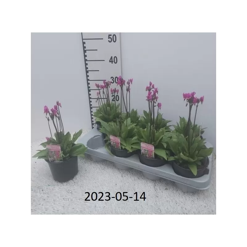 Dvylikadeivė raktažolė - Dodecatheon meadia