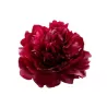 Paeonia RED SARAH BERNHARDT