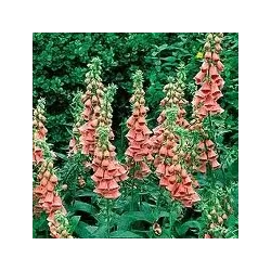 Digitalis Mertonensis