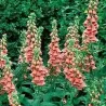 Mertono (žemuoginė) rusmenė - Digitalis Mertonensis