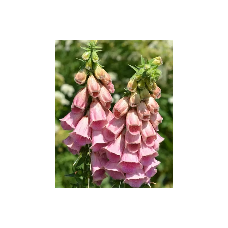 Digitalis Mertonensis