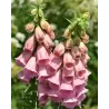 Digitalis Mertonensis