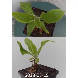 Mertono (žemuoginė) rusmenė - Digitalis Mertonensis