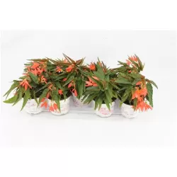 Bolivinė begonija - Begonia boliviensis Beauvilia Salmon