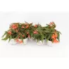  Begonia boliviensis Beauvilia Salmon