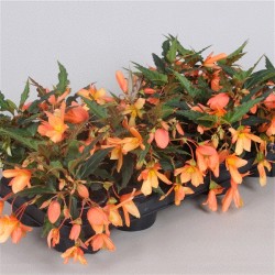 Bolivinė begonija - Begonia boliviensis Beauvilia Salmon