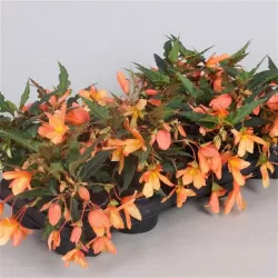  Begonia boliviensis Beauvilia Salmon