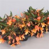 Bolivinė begonija - Begonia boliviensis Beauvilia Salmon