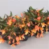 Bolivinė begonija - Begonia boliviensis Beauvilia Salmon