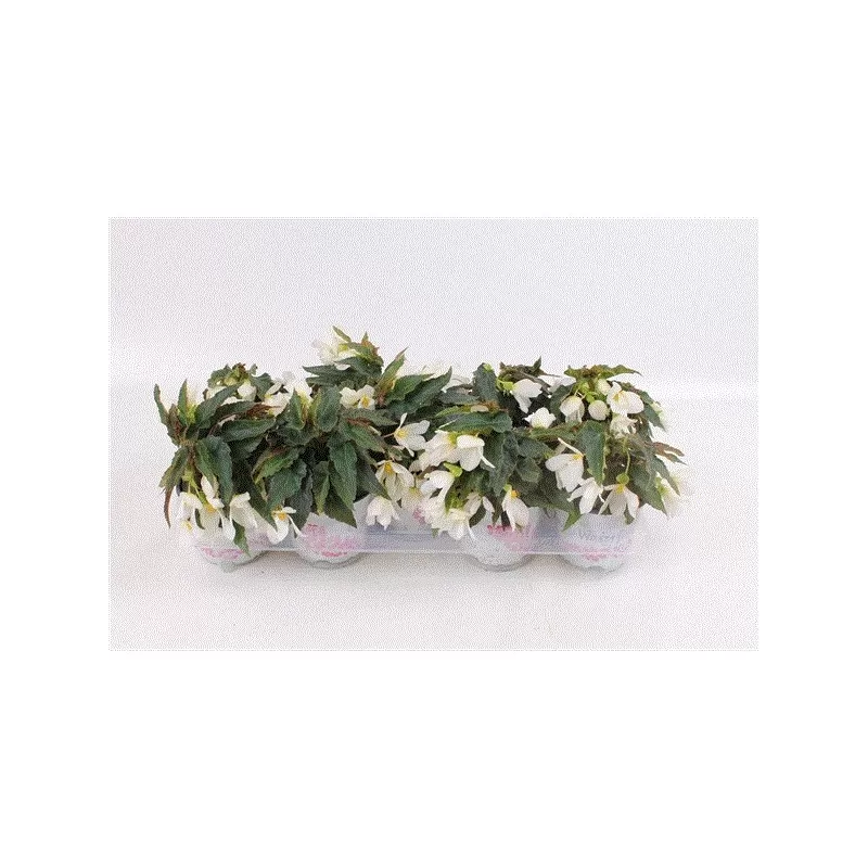 Bolivinė begonija - Begonia boliviensis Beauvilia WHITE