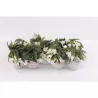Bolivinė begonija - Begonia boliviensis Beauvilia WHITE