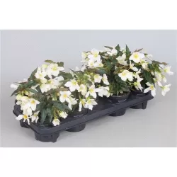  Begonia boliviensis Beauvilia WHITE