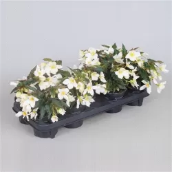 Bolivinė begonija - Begonia boliviensis Beauvilia WHITE