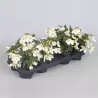 Bolivinė begonija - Begonia boliviensis Beauvilia WHITE