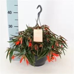 Begonia boliviensis TU BONFIRE ORANGE