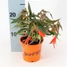 Begonia boliviensis TU BONFIRE ORANGE