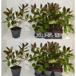 Photinia fraseri RED ROBIN