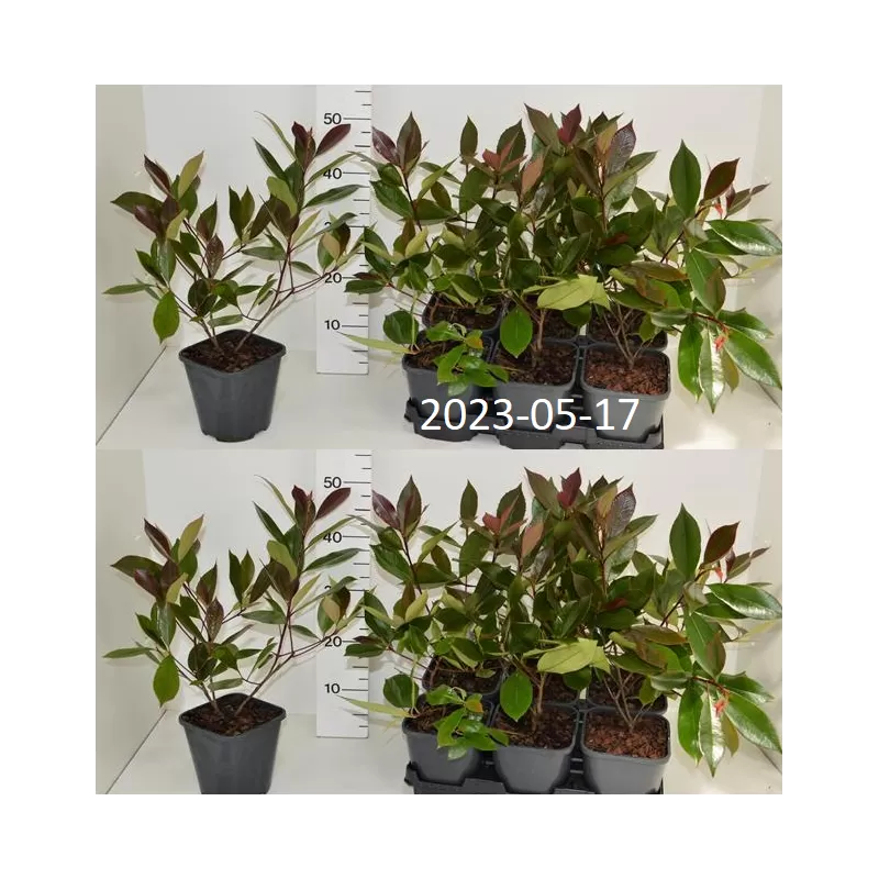 Fotinija - Photinia fraseri RED ROBIN