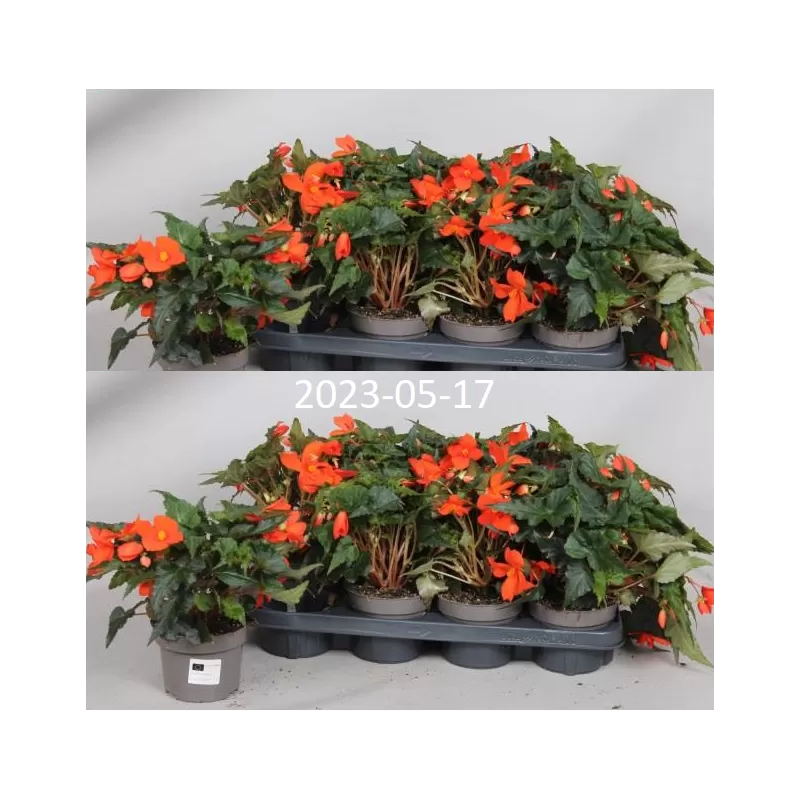 Begonija - Begonia CALIFORNIA SUNLIGHT
