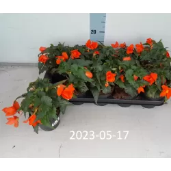 Begonia CALIFORNIA SUNLIGHT