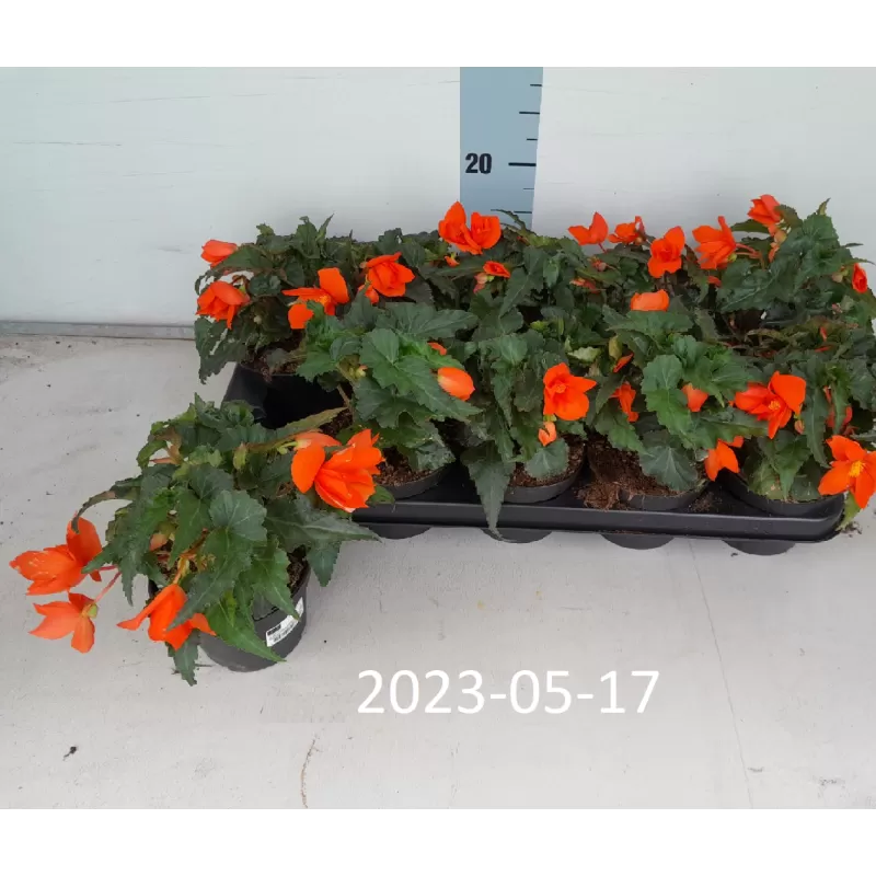 Begonia CALIFORNIA SUNLIGHT
