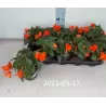 Begonia CALIFORNIA SUNLIGHT