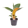 Kininis bananmedis - Musa acuminata SUPER DWARF CAVENDISH