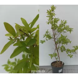 Užsisakyk augalus pavasariui jau dabar
