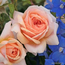 Rožė - Rosa GARDEN OF ROSES