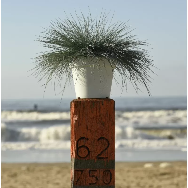Festuca glauca INTENSE BLUE