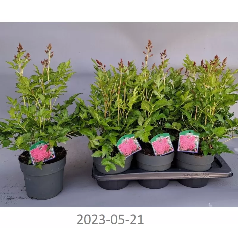 Astilbe Japonica Henry Noblett