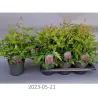 Astilbe Japonica MAINZ