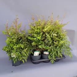 Astilbė - Astilbe japonica Washington