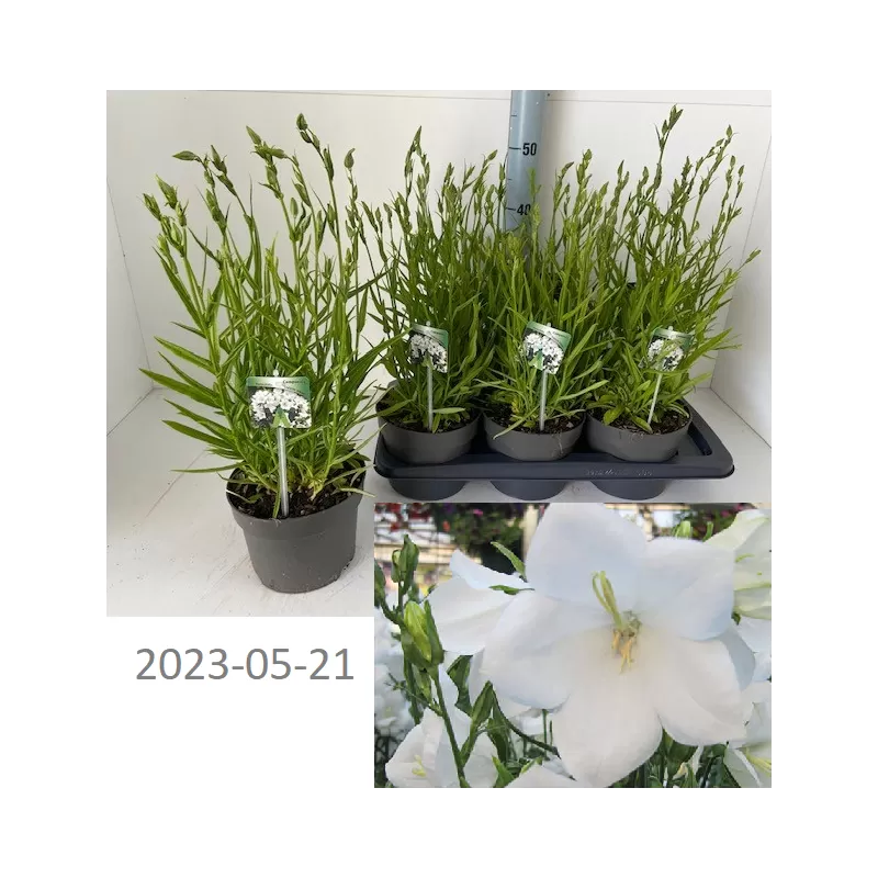 Katilėliai - Campanula persicifolia Takion White