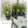 Katilėliai - Campanula persicifolia Takion White