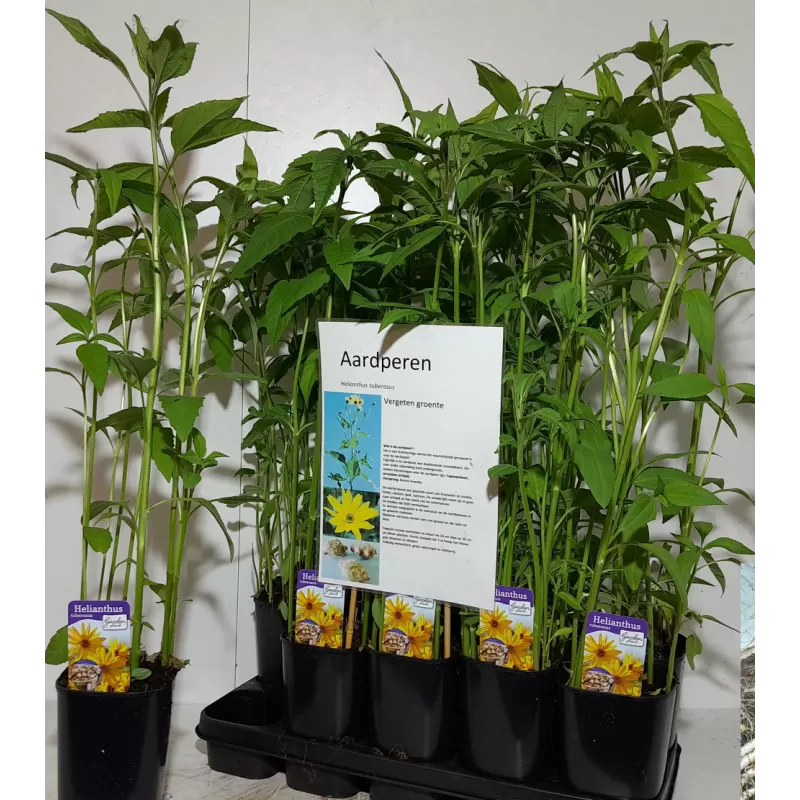 Bulvinė saulėgrąža (topinambas) - Helianthus tuberosus