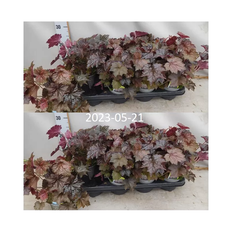 Alūnė - Heuchera micrantha PALACE PURPLE