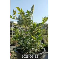 Rožė - Rosa LADY IN RED