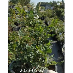 Rožė - Rosa LADY IN RED