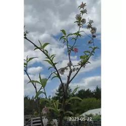 Sakura trees with home delivery