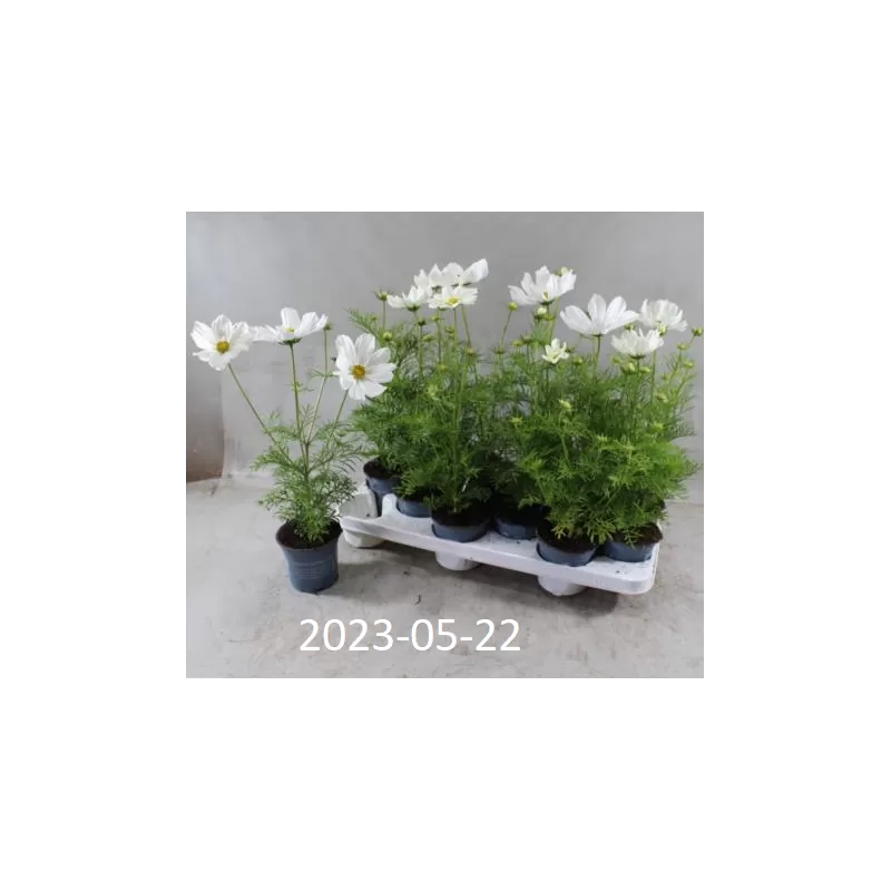 Kosmėja - Cosmos bipinnatus Sonata White