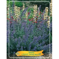 Nepeta x faasenii Purssian Blue