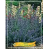 Faseno katžolė - Nepeta faasenii PURSSIAN BLUE